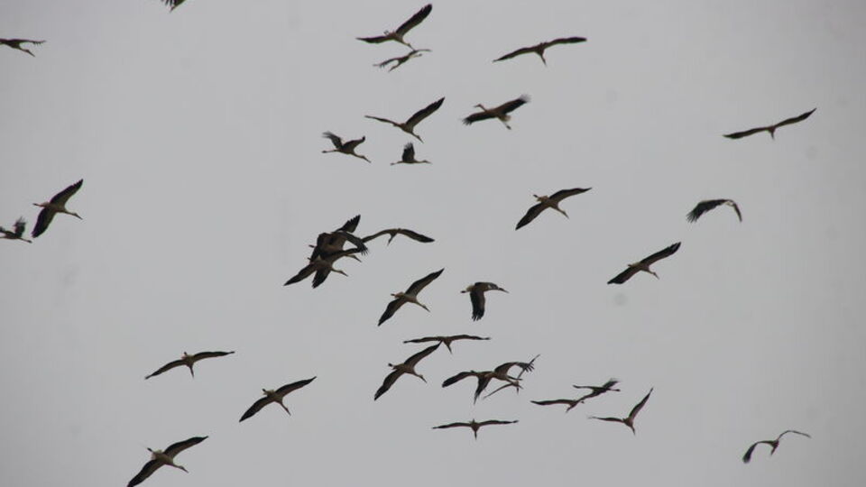 Güneye göçen leylekler Tekirdağ semalarında