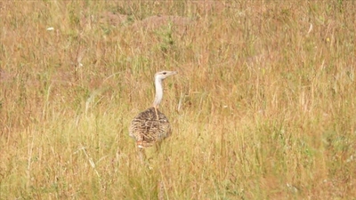 Nesilleri tükenen toy kuşları görüntülendi