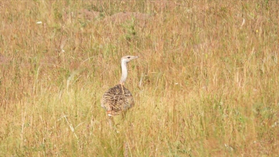 Nesilleri tükenen toy kuşları görüntülendi