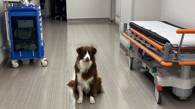 Haydi terapiye Teo! Gönüllü onam formunda ilk kez bir köpeğin adı geçiyor