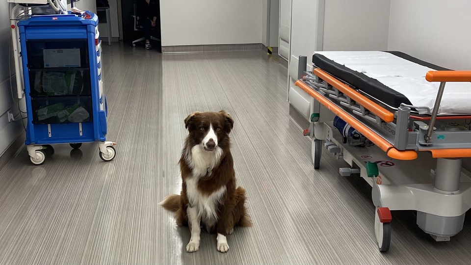 Haydi terapiye Teo! Gönüllü onam formunda ilk kez bir köpeğin adı geçiyor