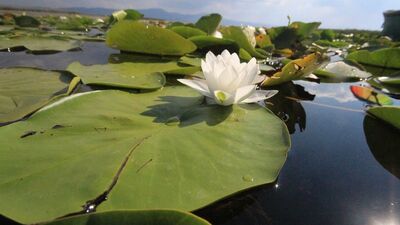 Nilüfer bahçesi hayran bırakıyor