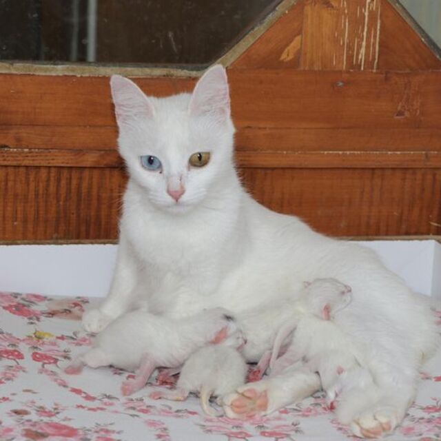 Kedi Villası´nda bu yıl 130 yavru dünyaya geldi