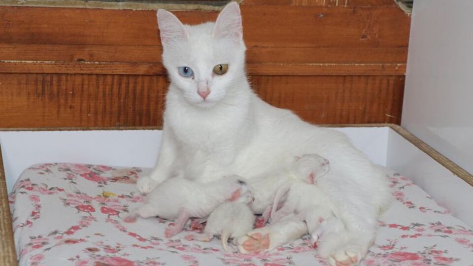 Kedi Villası´nda bu yıl 130 yavru dünyaya geldi