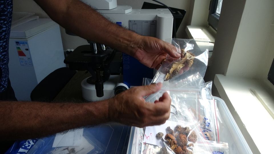 Dünyada varlıkları bilinmiyordu! Karadeniz'de çıktılar!