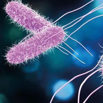 Oreo'da salmonella şüphesi