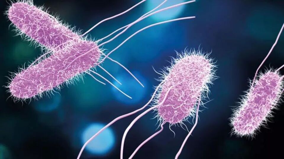 Oreo'da salmonella şüphesi