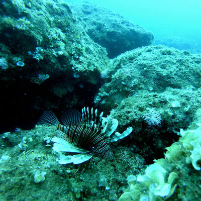 Böyle durduğuna aldanmayın! Temas ettiği anda neler oluyor?