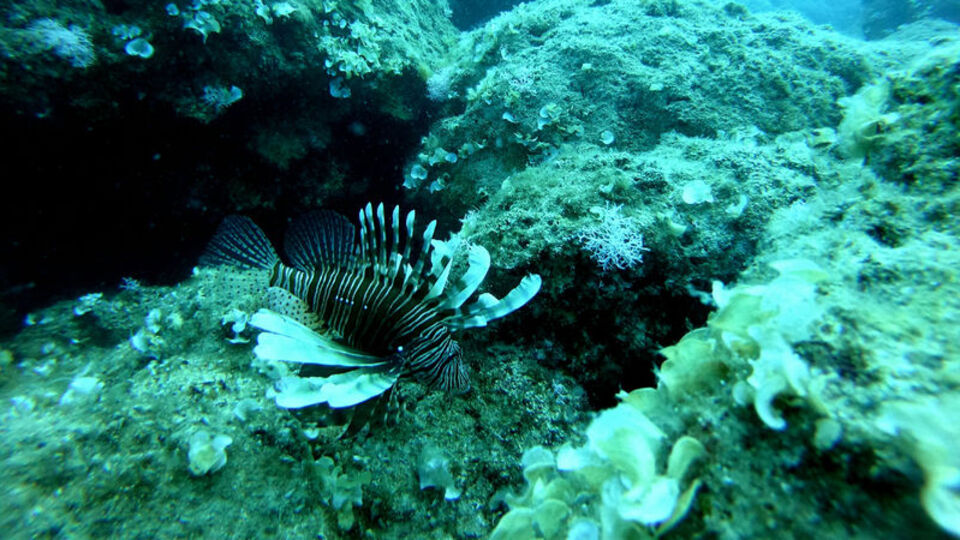 Böyle durduğuna aldanmayın! Temas ettiği anda neler oluyor?