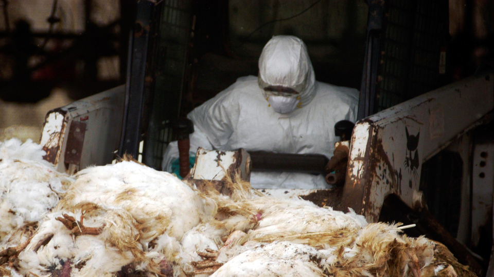 Ufukta 'yeni salgın var' uyarısı!