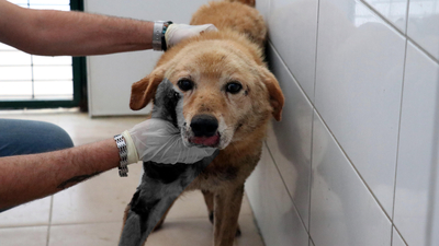 Dehşete düşürdü! Emekli öğretmenden köpeğe işkence