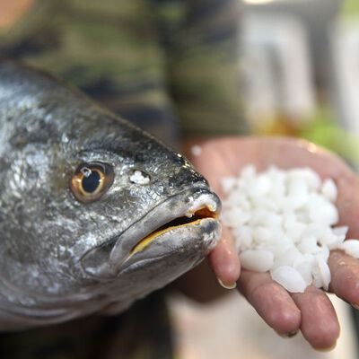 Kendisi 200, başındaki taşın kilosu 1000 lira! Bakın neye inanılıyor...