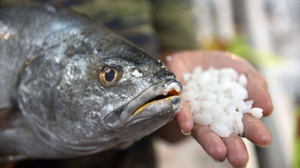 Kendisi 200, başındaki taşın kilosu 1000 lira! Bakın neye inanılıyor...