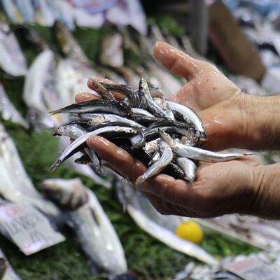 Balık sezonu yarın başlıyor