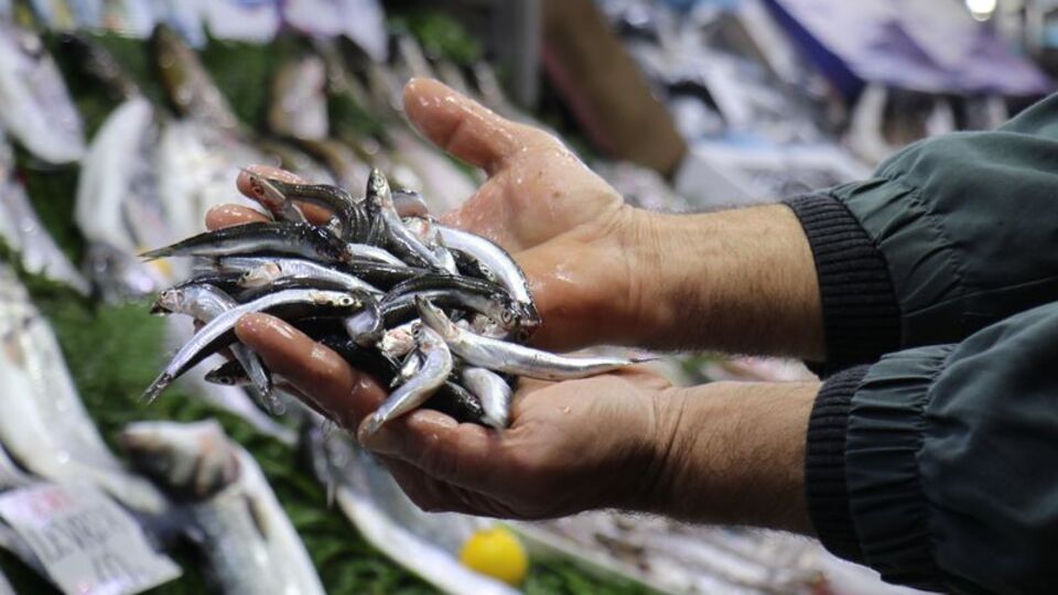 Balık sezonu yarın başlıyor