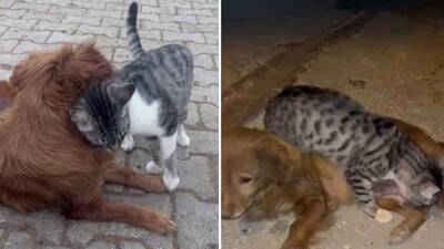 Köpeği emen kedi, şaşkına çeviriyor