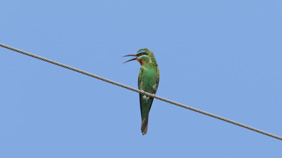 Türkiye'de nadir görülüyor... 6 aydır takip ediliyor!