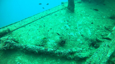 İstilacı türler yerleşti... Dokunana zarar veriyor