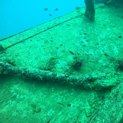 İstilacı türler yerleşti... Dokunana zarar veriyor