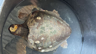 Yaralı halde bulundu... Çanakkale'de de rastlanmaya başlandı