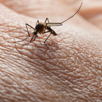 Batı Nil Virüsü alarmı! Türkiye için uyarı geldi