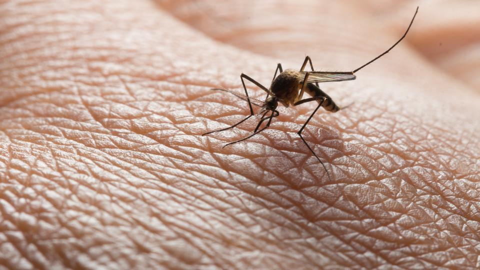 Batı Nil Virüsü alarmı! Türkiye için uyarı geldi