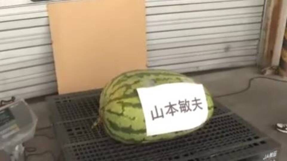 80 kilogramlık karpuz yetiştirdi! Yarışmayı kazandı