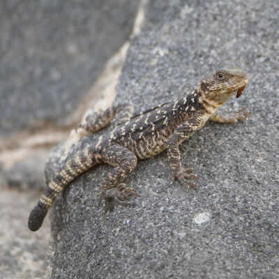 Kafkas kelerinin 'danaburnu'nu yakalama anı kamerada!