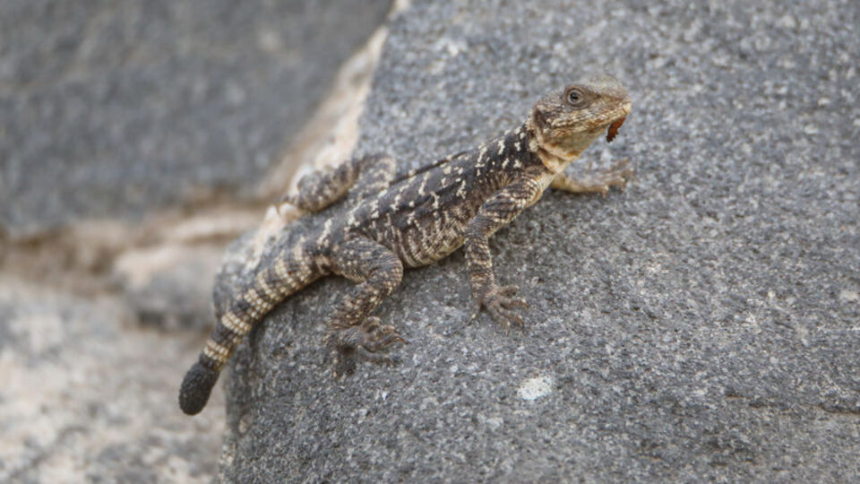 Kafkas kelerinin 'danaburnu'nu yakalama anı kamerada!
