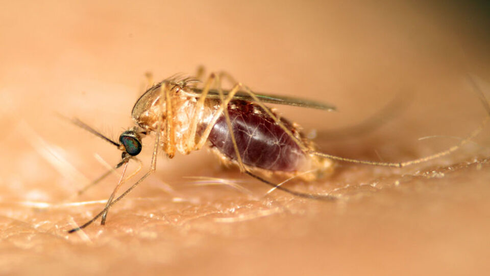Batı Nil Virüsü için Türkiye'ye uyarı!