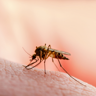 Sivrisineklerden kurtulmak için bu yöntemleri denediniz mi?