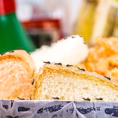 Doğal yollarla karıncalara elveda!