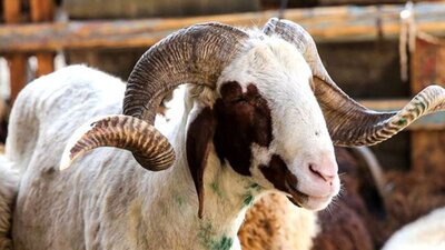 2023 Kurban Bayramı ne zaman?