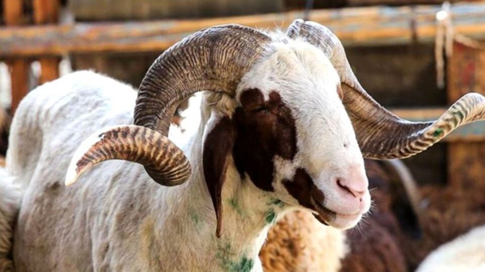 2023 Kurban Bayramı ne zaman?