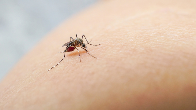 Zika virüsü paniği! 2020'den bu yana ilk kez görüldü