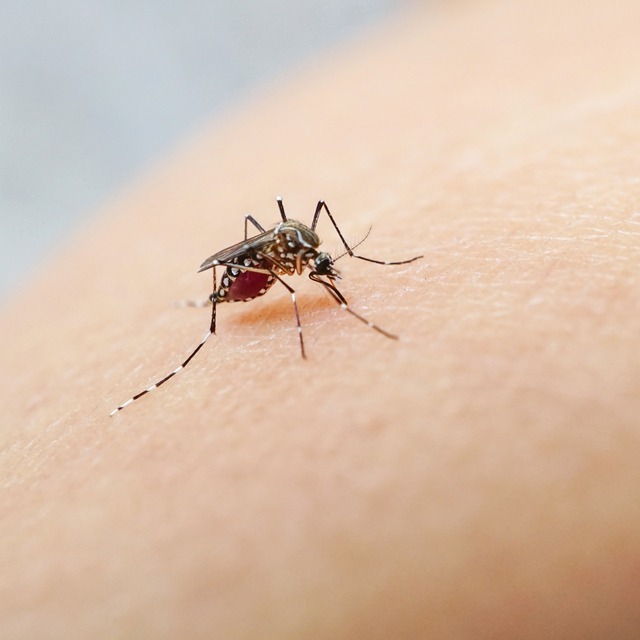 Zika virüsü paniği! 2020'den bu yana ilk kez görüldü