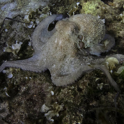 "Ürpertici fakat daha keyifli" Gece dalışıyla keşfedildi