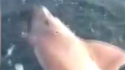 Çanakkale'de yakalandı! Boyu 3 metre!