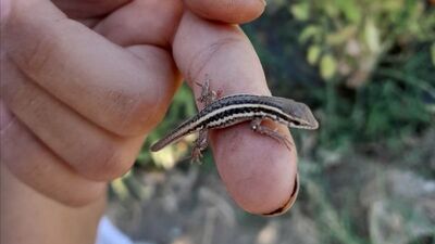 Şişe kapağıyla su içirdi... O anlar kamerada!