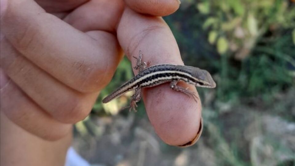 Şişe kapağıyla su içirdi... O anlar kamerada!