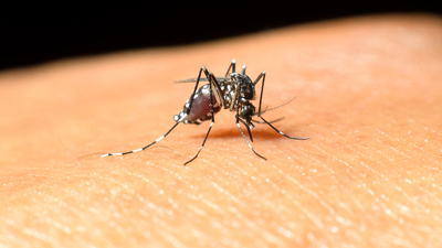 Dikkat çeken Batı Nil Virüsü açıklaması