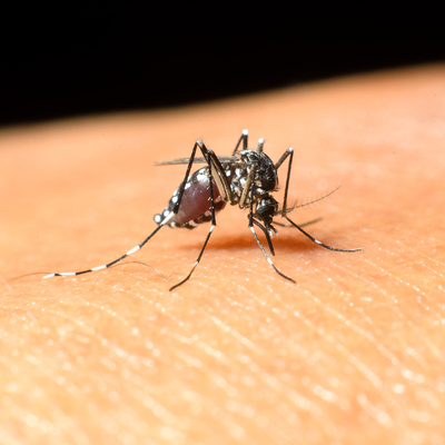 Dikkat çeken Batı Nil Virüsü açıklaması