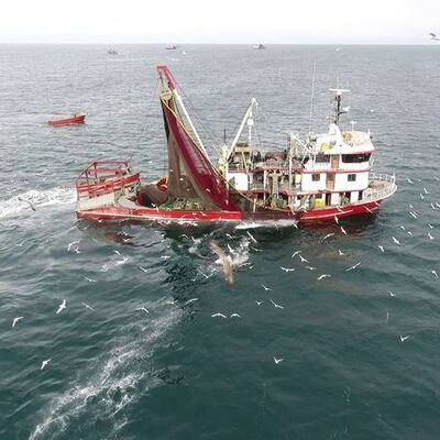 Karadeniz'de balıkçıya 'iklim krizi' şoku!