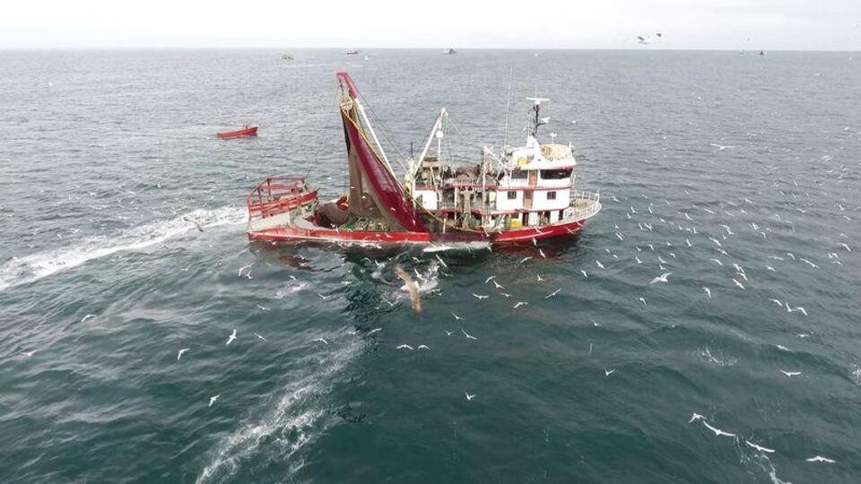 Karadeniz'de balıkçıya 'iklim krizi' şoku!