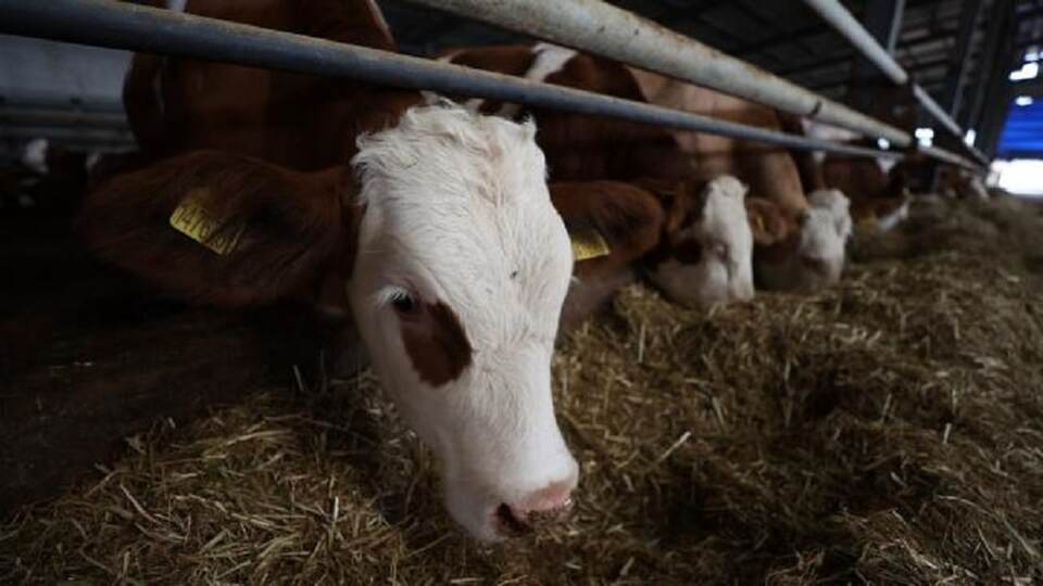 Sözleşmeli besicilere destek