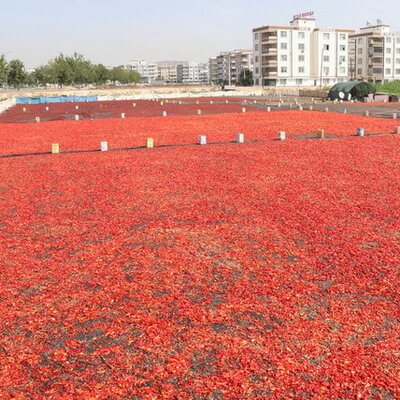 Şanlıurfa'nın kırmızı halısı! Kilosu 150 TL