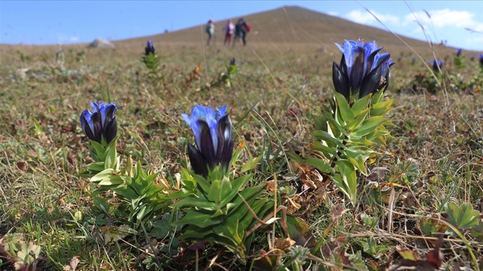 Doğaseverlerin gözünü kamaştırıyor