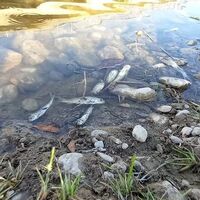 Çaydaki balık ölümleri tedirgin etti