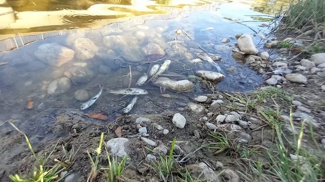 Çaydaki balık ölümleri tedirgin etti