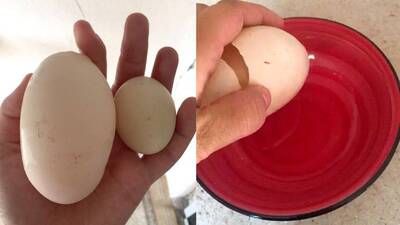 İlginç olay! Yumurtanın içinden yumurta çıktı